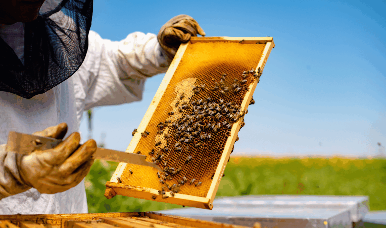 Beekeeping Experience in Umbria with local beekeeper