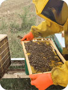 Observing beehives safely during a beekeeping experience