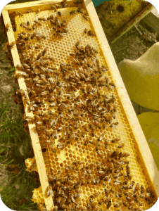 Guided honey tasting during a beekeeping farm visit