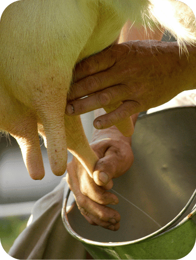 Hands-on cheese making experience in Umbria