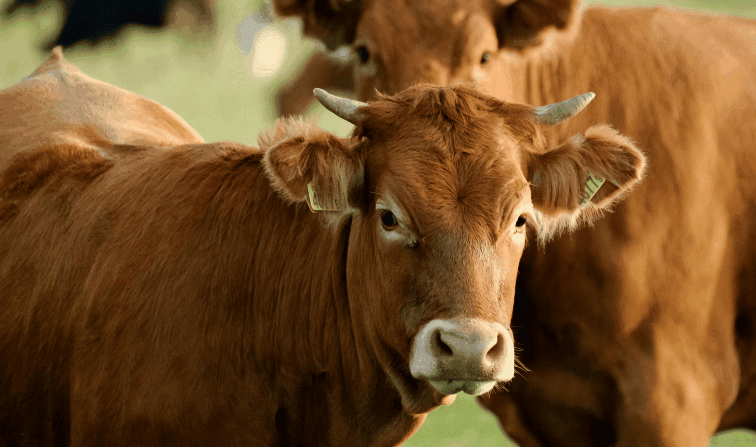 Cow milking in the umbrian countryside