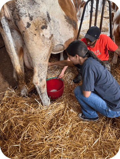 Hand-milking cows during a farm experience in Umbria