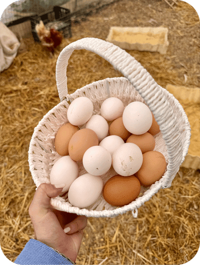 Collecting fresh eggs during a farm experience in Umbria