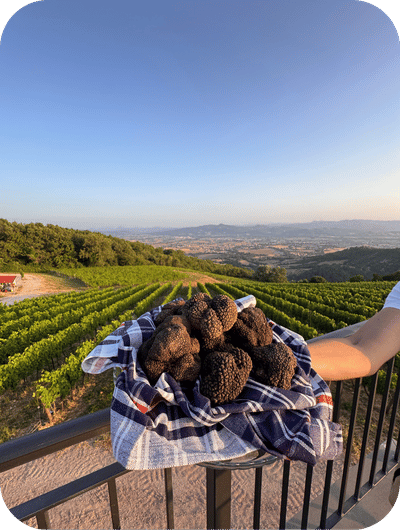 Fresh truffles collected during a truffle hunting experience in Umbria