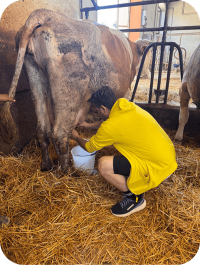 People learning how to milk cows by hand on an Umbrian farm