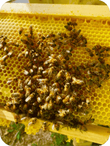 Learning about bees and honey production in Umbria