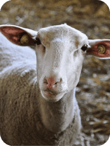 Sheep milk processing at a local dairy in the Umbrian countryside