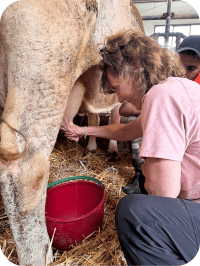 Hands-on cow milking experience in the Umbrian countryside