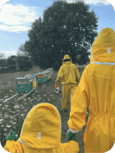 Beekeeping experience with local beekeepers in Umbria