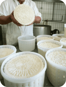 Cheesemaker sharing the art of traditional cheesemaking