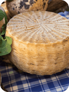 Tasting sheep cheeses with noble molds at a local dairy