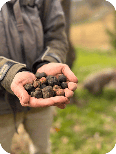 Truffle hunting and tasting experience in Umbria