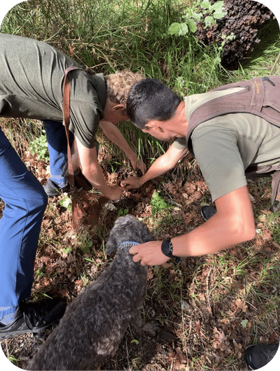 Walking through vineyards during a truffle hunting experience in Umbria