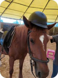 Close-up of a calm horse during a guided riding experience in Umbria