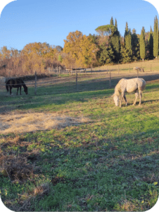 Slow travel experience on horseback through nature in Umbria, Italy