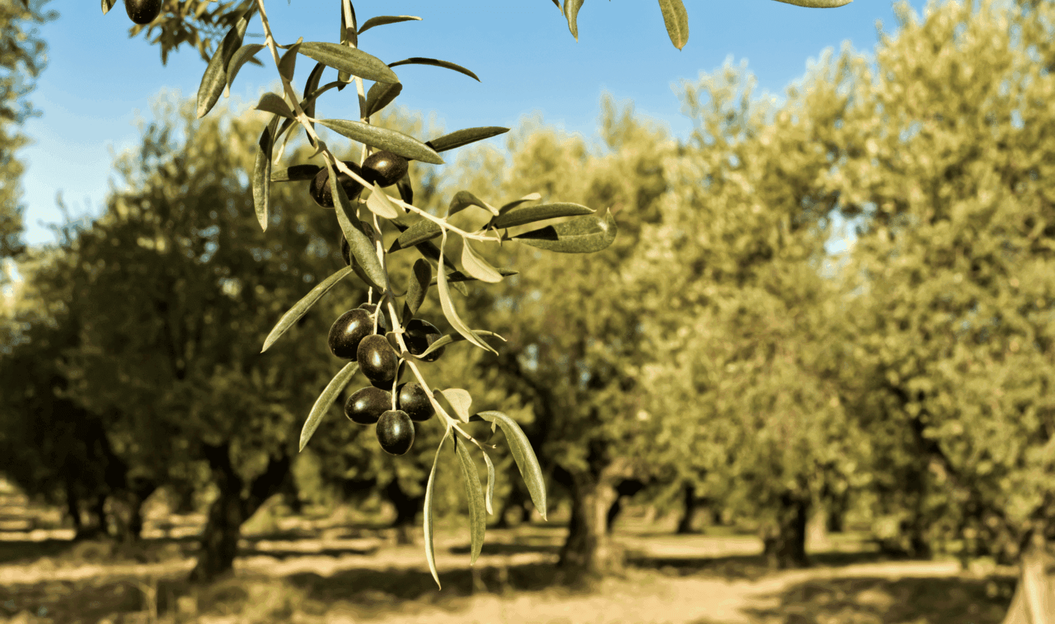 Olive oil tasting experience in a traditional Umbrian mill with fresh extra virgin olive oil