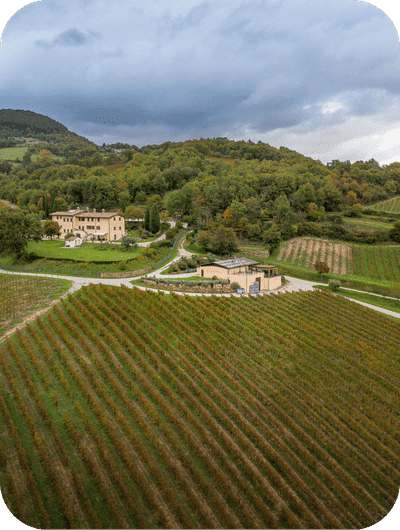 Vineyards at 600 meters above sea level in the Umbrian countryside