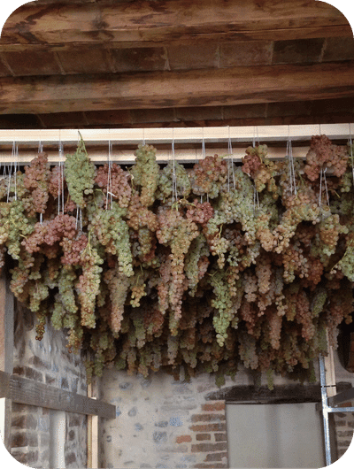 Grapes used for Vino Santo during the traditional drying process