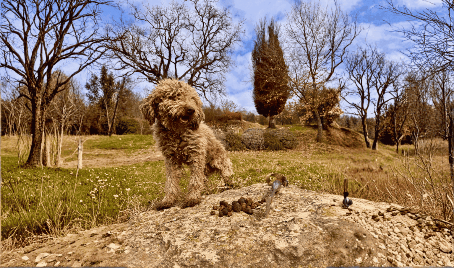 Truffle Hunting and Tasting Experience in Umbria